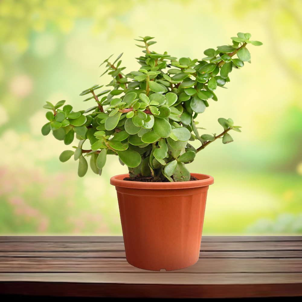 Jade Plant Mini - 