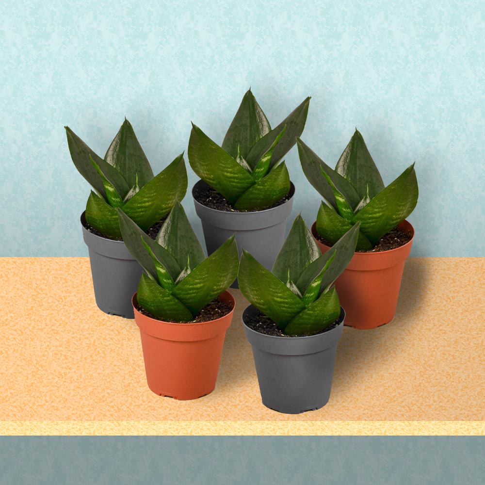 Set of 5 Baby Sanke Plants - 