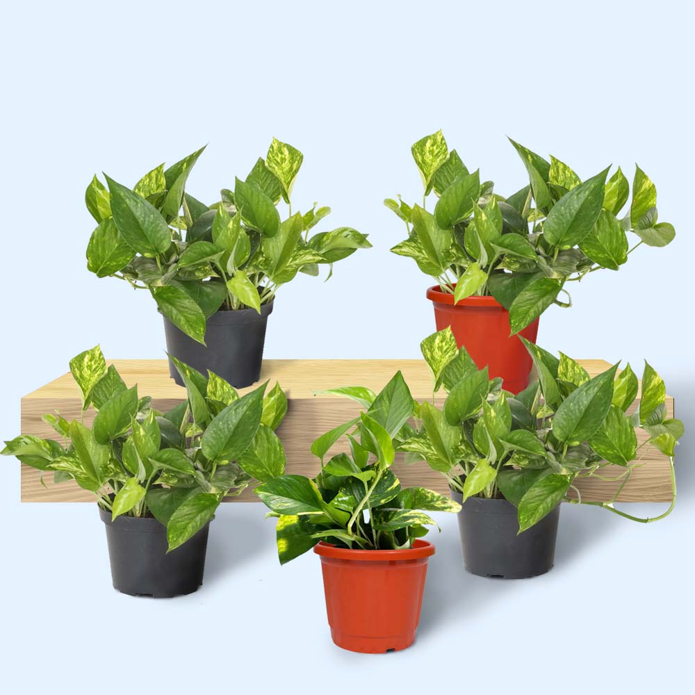 Set of 5 Baby Money Plants - 