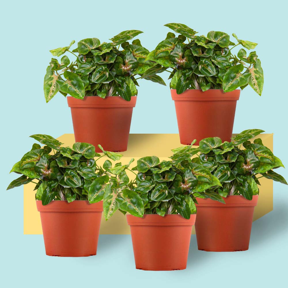 Set of 5 Baby Syngonium Plants - 