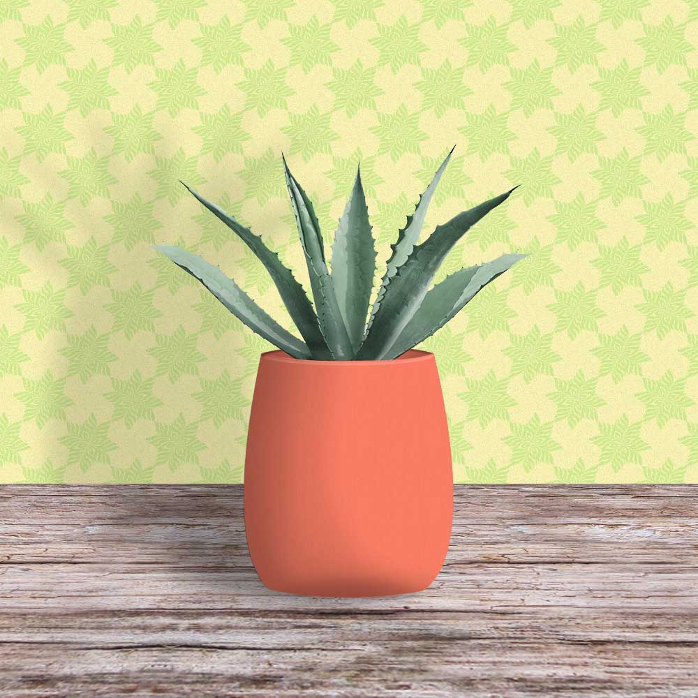Agave Plant With Pure Terracotta Pot - 