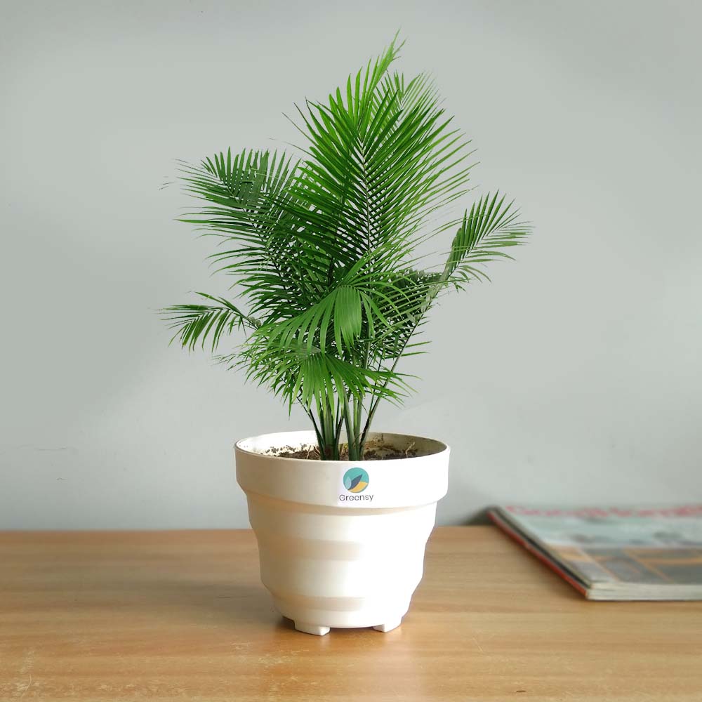 Small Areca Palm with Fiber Pot - 