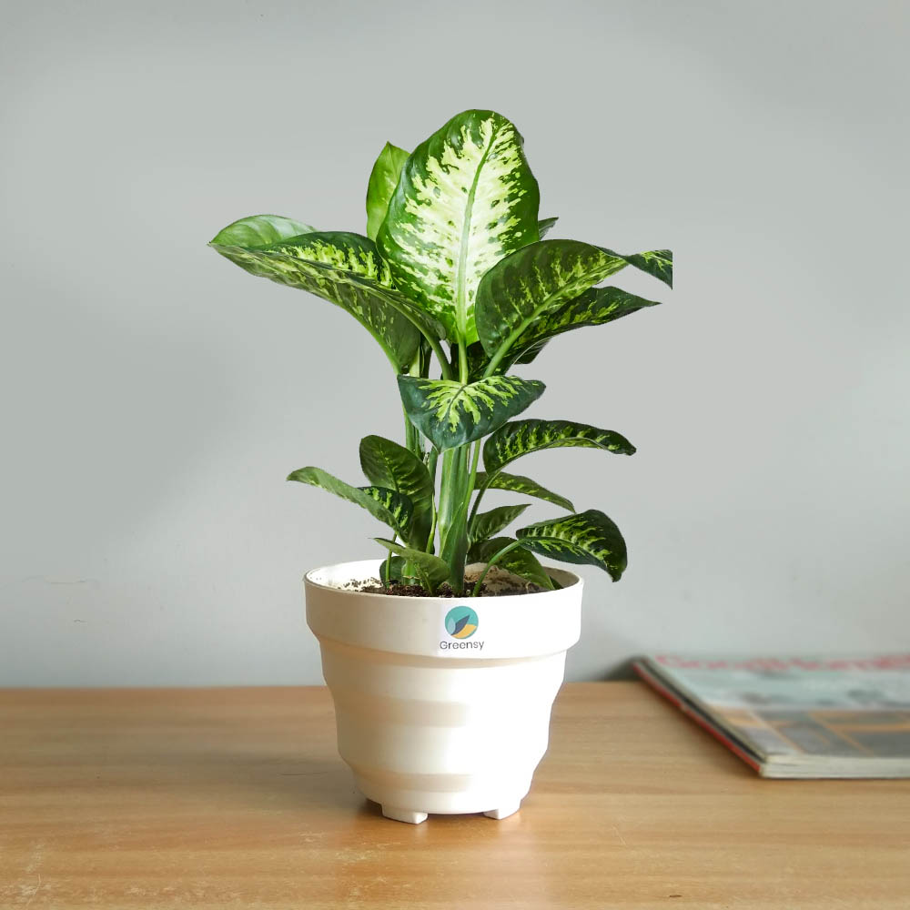 Dieffenbachia Plant With Fiber Pot - 