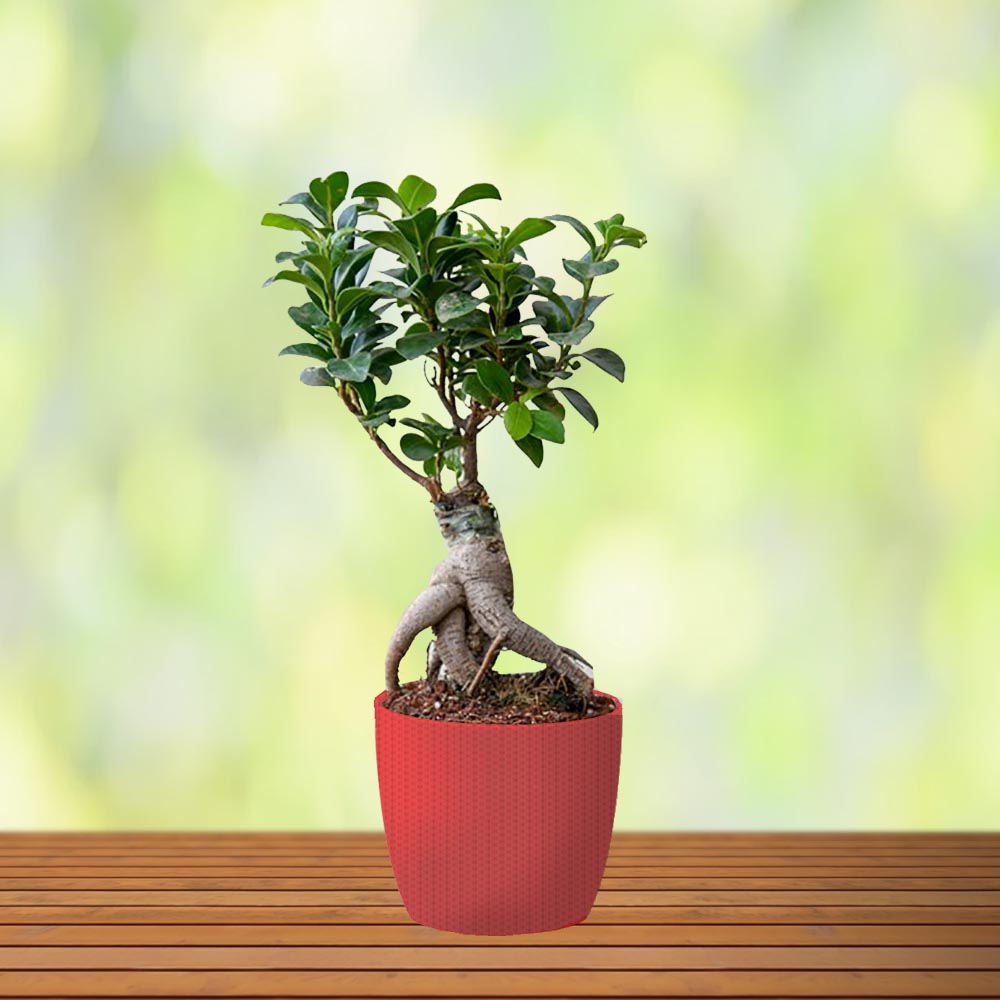 Ficus Bonsai with Red Fiber Pot - 