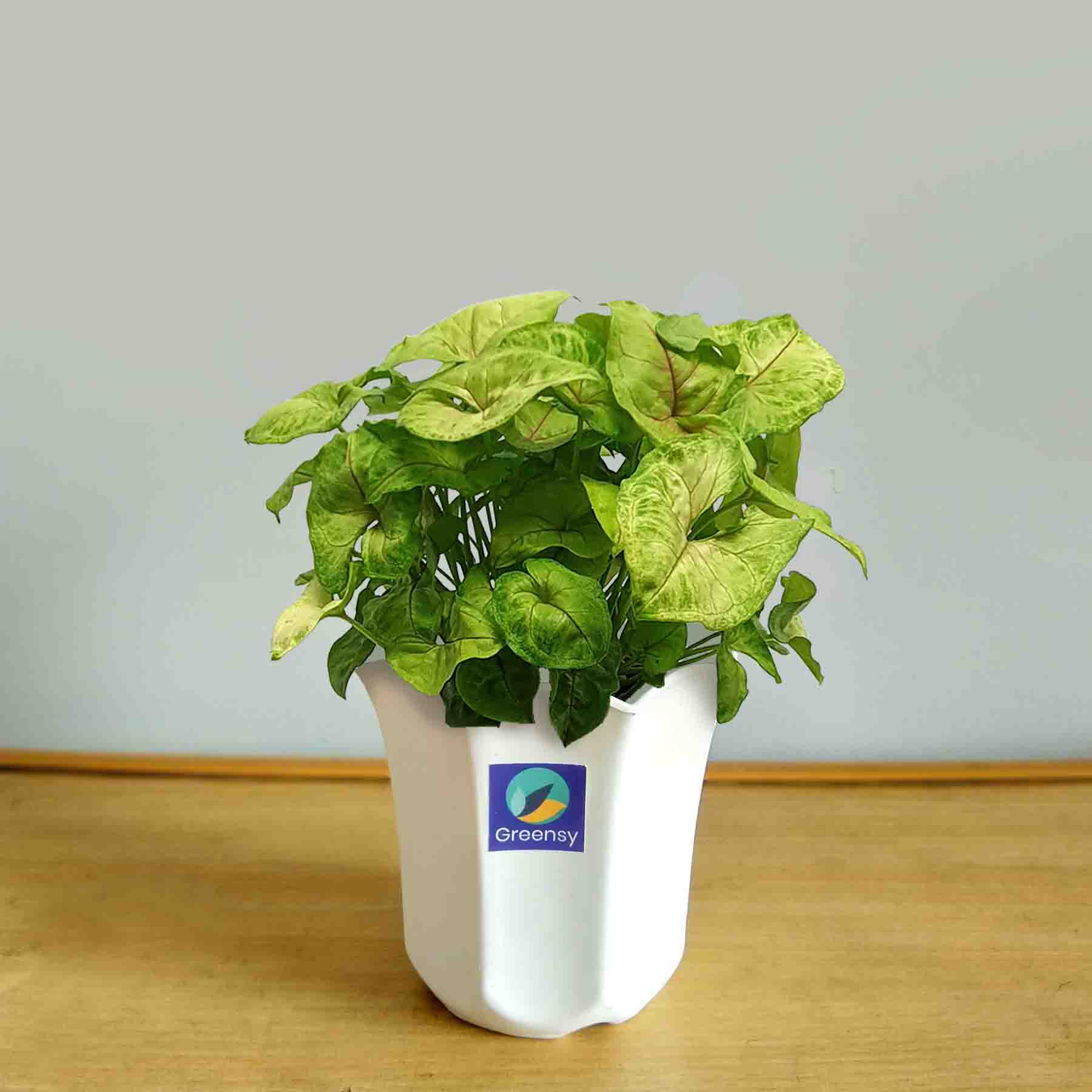 Golden Syngonium Plant With OctagonPot - 