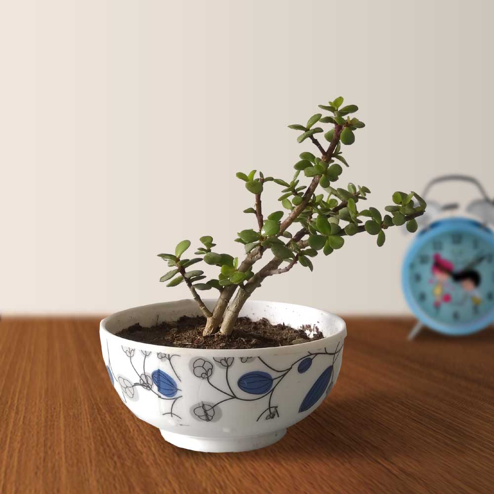Jade Plant With Bowl Fiber Pot - 