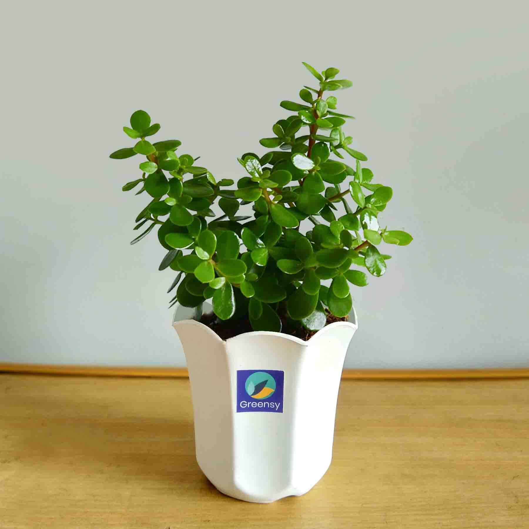 Jade Plant With Octagon Pot - 