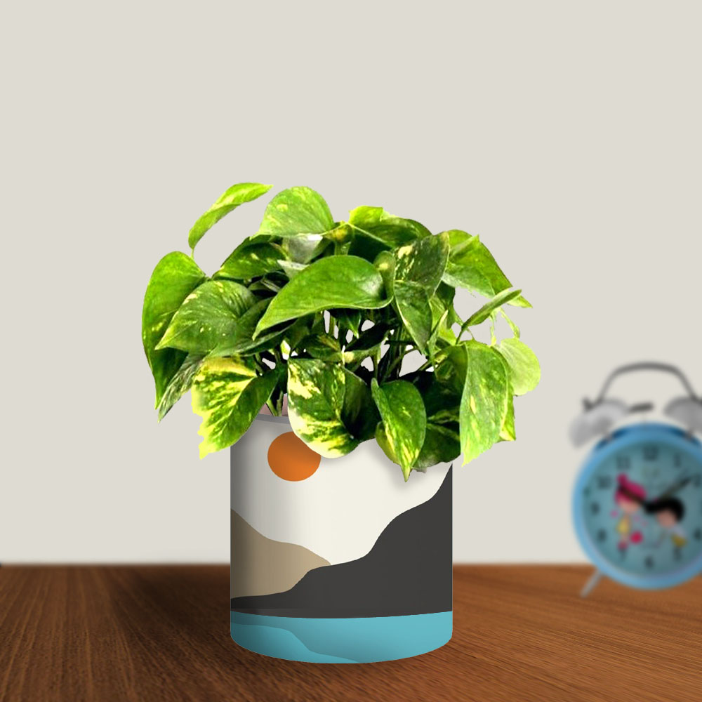 Variegated Money Plant With Artistic Pot - 