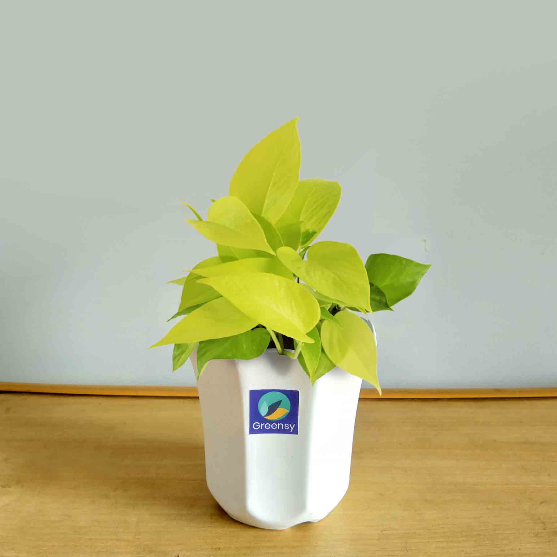 Neon Money Plant With Octagon Pot - 