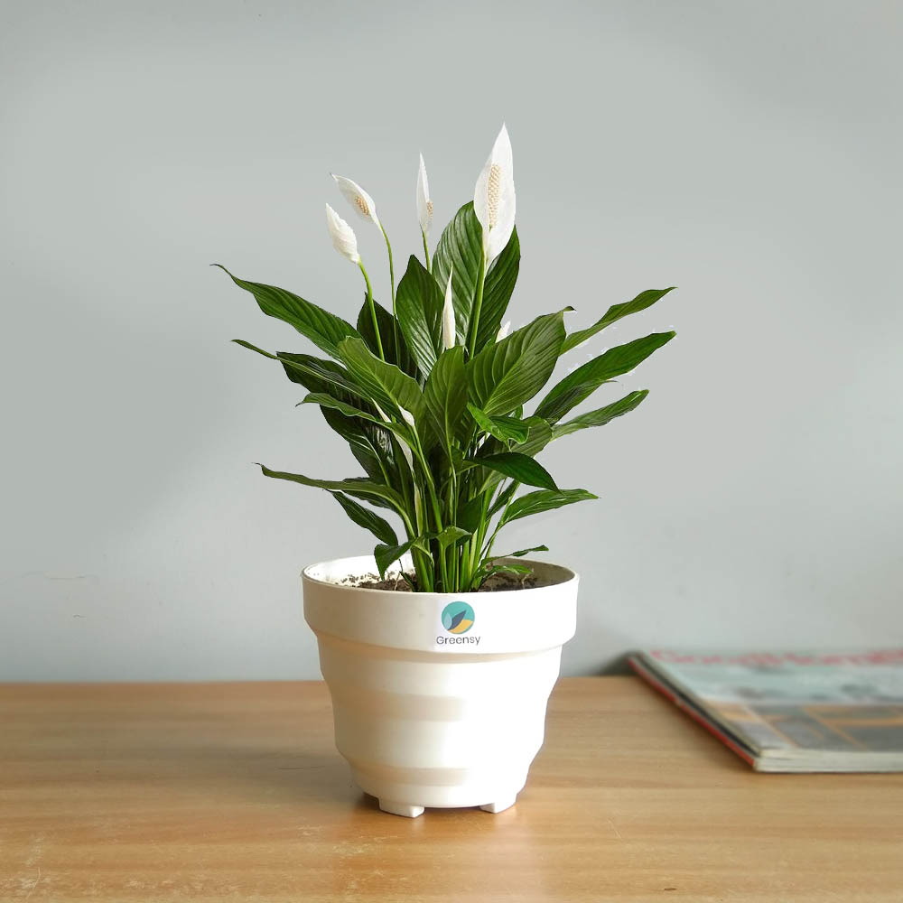 Peace Lily Plant with Fiber Pot - 