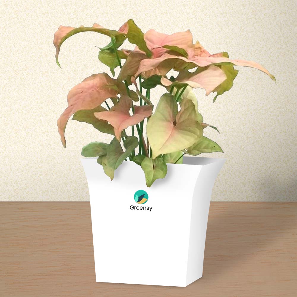 Pink Syngonium Plant With Fiber Pot - 