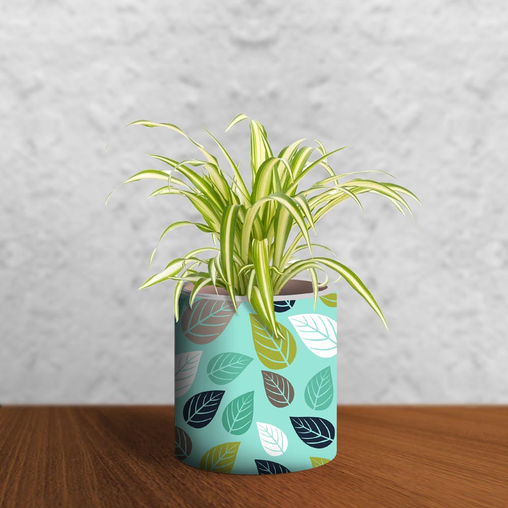 Spider Plant With Artistic Pot - 