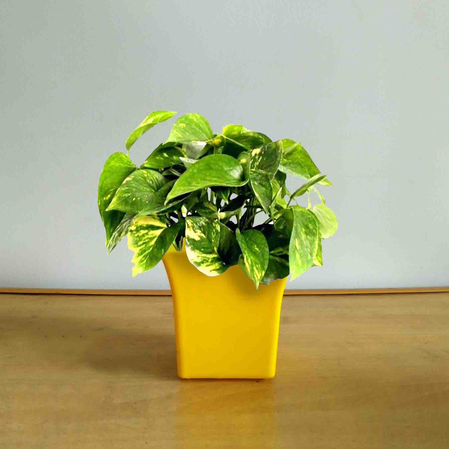 Variegated Green Money Plant with Yellow Fiber Pot - 