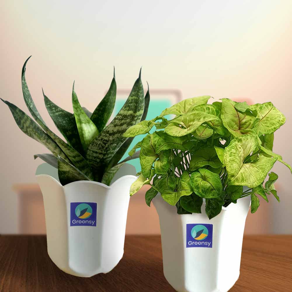 Set of Air Purifying Plants - 