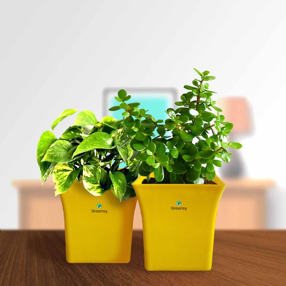 Set of Two Lucky Plants - 