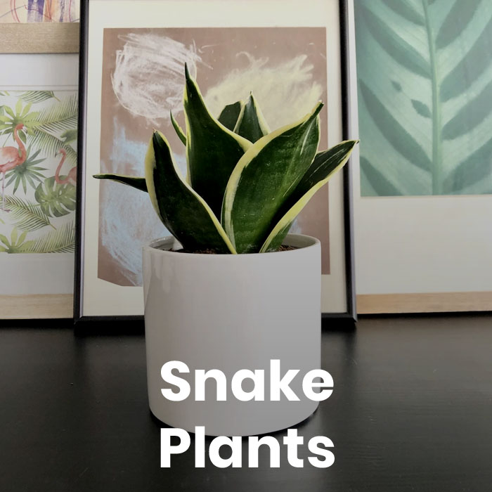 Snake Plant